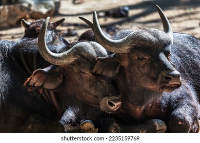 African Buffalo animals together . Pair of buffalo wild animals  - Shutterstock ID 2235159769