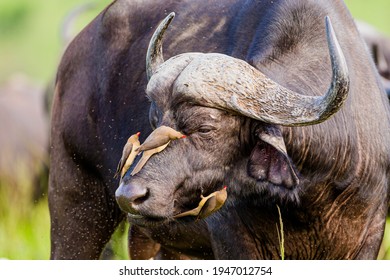 African Buffalo being preened by Red-billed Oxpeckers