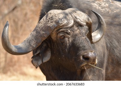 African Buffalo Bull. Dagga Boy