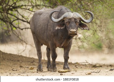 African Buffalo bull looking at the camera