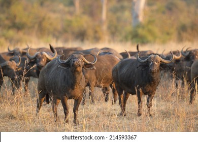 African Buffalo bull (Syncerus caffer) with herd
