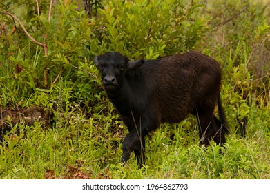 An African Buffalo Calf On The Island Of Marajó