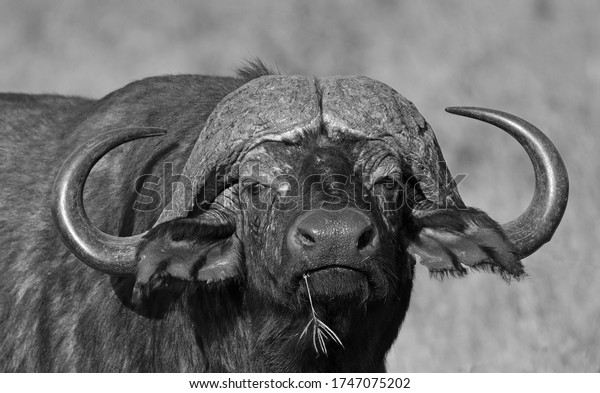 African\
buffalo or Cape buffalo in black and\
white