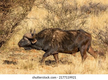 African buffalo or Cape buffalo bull, Game Farm, South Africa