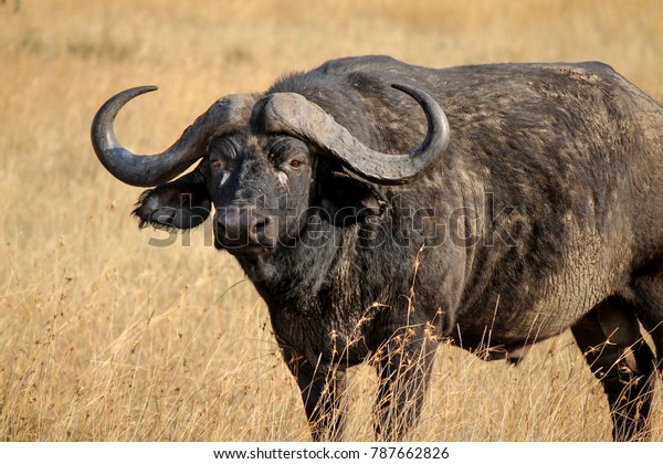 African Buffalo Cape Scientific Name Photo (Edit Now) 787662826