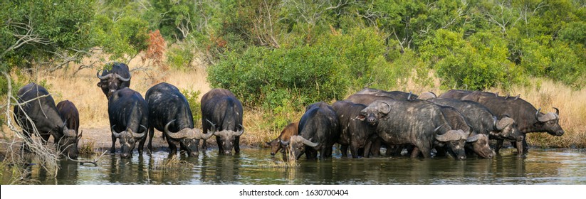 African buffalo or Cape buffalo (Syncerus caffer). Mpumalanga. South Africa.