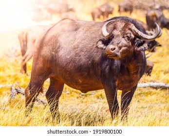African buffalo or Cape buffalo, Syncerus caffer, large african bovine standing and watching in savanna, Moremi Game Reserve, Botswana, Africa