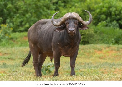 African buffalo, Cape buffalo - Syncerus caffer, bull with the green vegetation in background. Photo from Kruger National Park in South Africa.