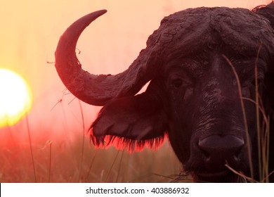 The African buffalo or Cape buffalo (Syncerus caffer), portrait of a buffalo in the setting sun