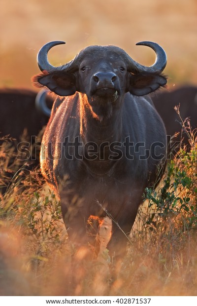 African Buffalo Cape Buffalo Syncerus Caffer Stock Photo 402871537 ...