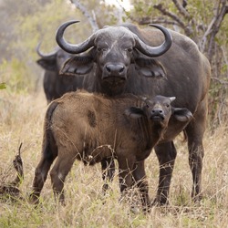 African Buffalo Cow And Calf