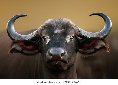 African buffalo cow (Syncerus caffer) portrait - Kruger National Park (South Africa)