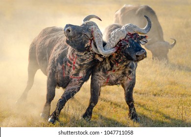 African Buffalo Fighting, Bloody Fight In Lake Nakuru, Kenya. National Park Wildlife Dusty Blood Fight During Sunrise In Morning Light. Real Animals Bleeding Fighting Over Territory