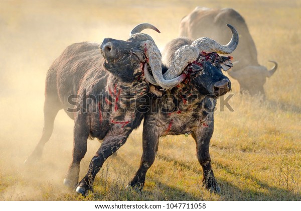 African Buffalo Fighting Fight Lake Stock (Edit Now) 1047711058