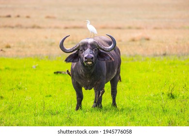 African buffalo graze in the tall grass of the savannah. Great white heron stands on the head of a buffalo. Safari in Masai Mara National Park, Kenya. Ecological, active and phototourism concept