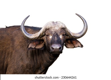 African buffalo isolated on white 