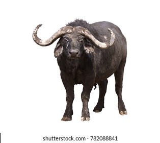 African buffalo isolated on white background 