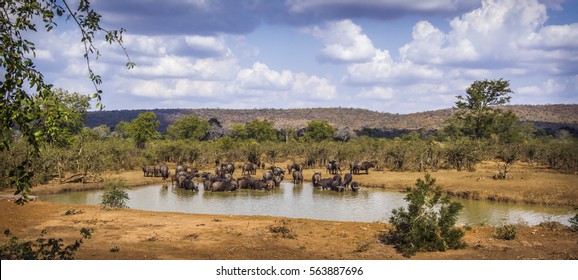 African buffalo in Kruger national park, South Africa ; Specie Syncerus caffer family of Bovidae