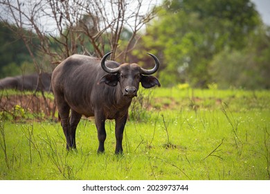 The African buffalo is located in Tsavo National Park, Kenya.