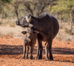 An African Buffalo Mother And Calf Standing In Savanna While The Mother Gets A Grooming From Oxpecker Birds