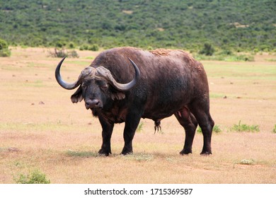 African Buffalo Old Dagga Boy