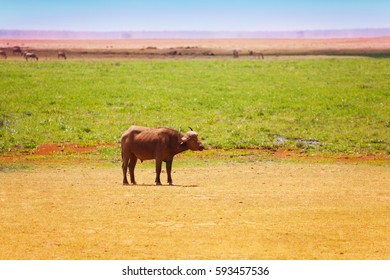 African Buffalo Pasturing Alone Kenyan Savannah Stock Photo 593457536 ...