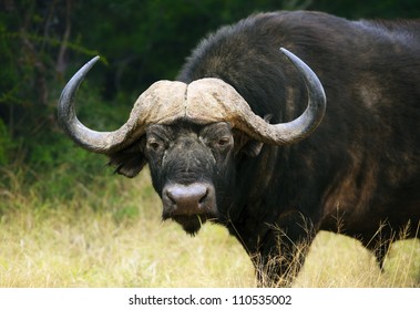 African buffalo portrait ( Syncerus caffer - Addo National Park - South Africa)