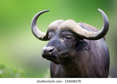 African buffalo portrait; Syncerus caffer; South Africa