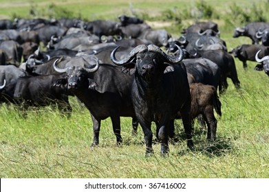 African Buffalo in the African savannah Masai Mara