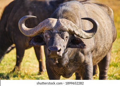アフリカすいぎゅう Images Stock Photos Vectors Shutterstock アフリカすいぎゅう Images Stock Photos Vectors Shutterstock