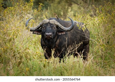 African Buffalo - Syncerus caffer or Cape buffalo is a large Sub-Saharan African bovine. Portrait in the savannah in Masai Mara Kenya, big black horny mammal on the grass with oxpecker, front view. 