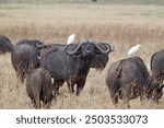 African buffalo (Syncerus caffer) and cattle egret (Bubulcus ibis) in the african savanna