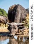 The African buffalo, Syncerus caffer, is a formidable herbivore native to the diverse landscapes of sub-Saharan Africa. These bovines, often referred to as Cape buffalo, Syncerus caffer caffer.