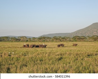 African buffalo (Syncerus caffer) herd and Intermediate Egrets (Mesophoyx intermedia) on savanna plain against mountain background. Serengeti National Park, Tanzania, Africa. 
 - Shutterstock ID 584011396
