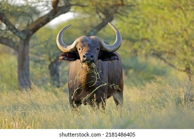 An African buffalo (Syncerus caffer) in natural habitat, Mokala National Park, South Africa