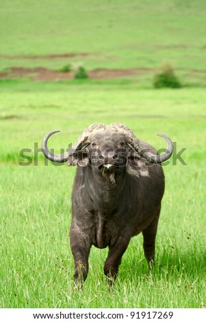 African buffalo (Syncerus caffer) on the grass. The photo was taken in Ngorongoro, Tanzania