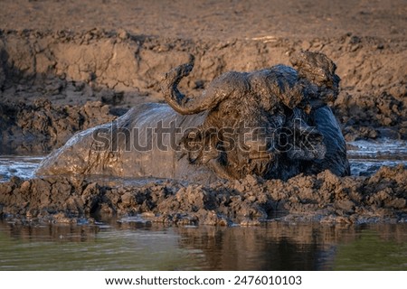 African Buffalo (Syncerus caffer) in a pool of muddy water.  Game Reserve Lake Mburo Uganda, Africa. Muddy buffalo.                          