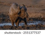 African Buffalo (Syncerus caffer) 
takes a mud bath in a pool of muddy water.  Game Reserve Lake Mburo Uganda, Africa. Muddy buffalo.                                                                   