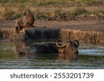 African Buffalo (Syncerus caffer) taking a bath in a pool of muddy water.  Game Reserve Lake Mburo Uganda, Africa. Muddy buffalo. olive baboon (Papio anubis) in the background                         