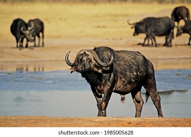 African buffalo (Syncerus caffer) at a waterhole, Hwange National Park, Zimbabwe