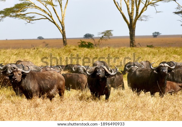 African buffalos or Cape buffalo (Syncerus\
caffer), walking in the african\
savannah.