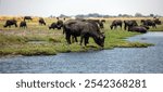 African buffalos, herd of cape buffalos, Syncerus caffer in Chobe river, National Park in Botswana Africa.