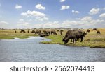 African buffalos, herd of cape buffalos, Syncerus caffer in Chobe National Park in Botswana Africa