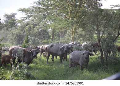African buffalos in the Nakuru Lake national park in Kenya