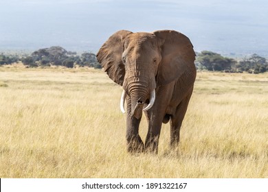African bull elephant, loxodonta africana, walking through the lush grasslands of Amboseli National Park, Kenya.