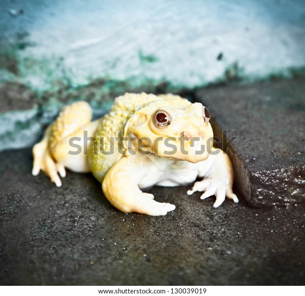 African Bull Frog Pyxicephalus Adspersus On Stock Photo