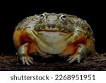 African bullfrog closeup, african bullfrog on wood with black background