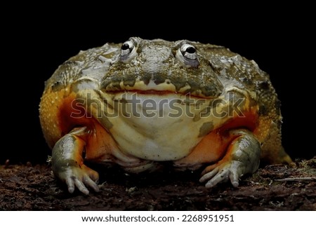 African bullfrog closeup, african bullfrog on wood with black background