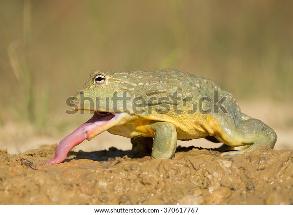 African Bullfrog Mud Prey Clean Green Stock Photo (Edit