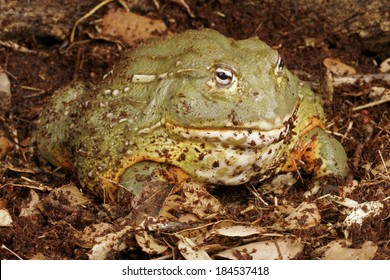 African bullfrog Images, Stock Photos & Vectors | Shutterstock